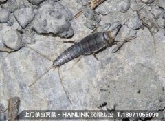 家庭除蟲如何消滅衣魚